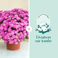 Fleurs deuil Chrysanthème rose et sa livraison sur tombe