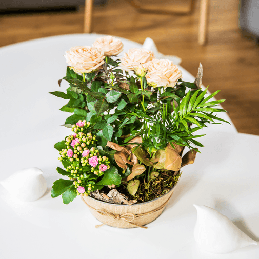 Plantes vertes et fleuries Coin de paradis et ses amandes au chocolat