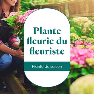 Fleurs et cadeaux La plante fleurie du fleuriste Fleurs et cadeaux La plante fleurie du fleuriste