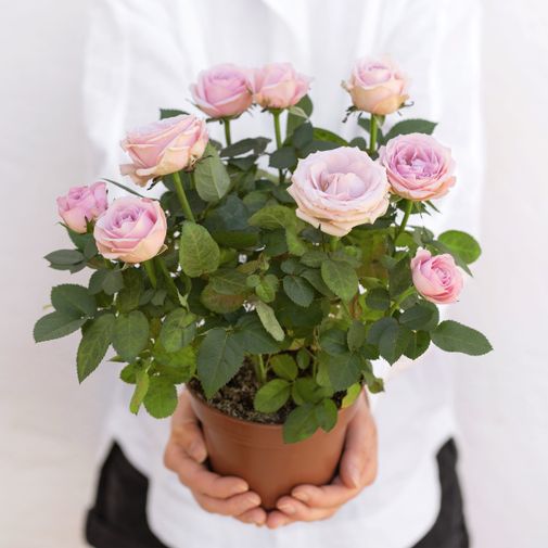 Bouquet de fleurs Rosier et ses amandes au chocolat