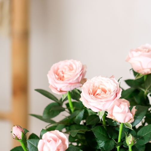 Bouquet de fleurs Rosier et ses amandes au chocolat