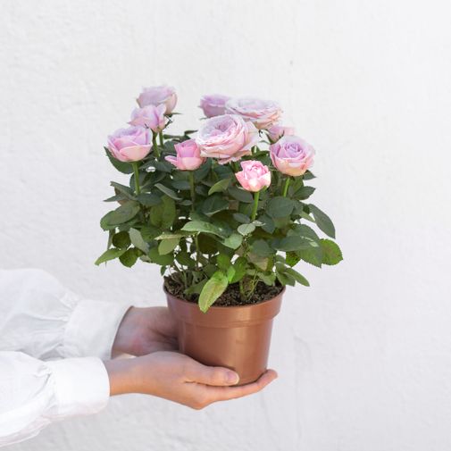 Fleurs et cadeaux Rosier et sa bougie parfumée