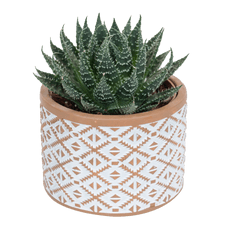 Bouquet de fleurs Haworthia