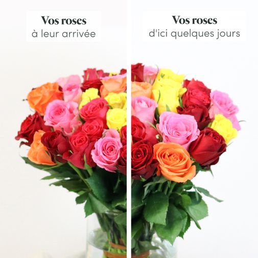 Bouquet de roses Brassée de roses multicolores Max Havelaar