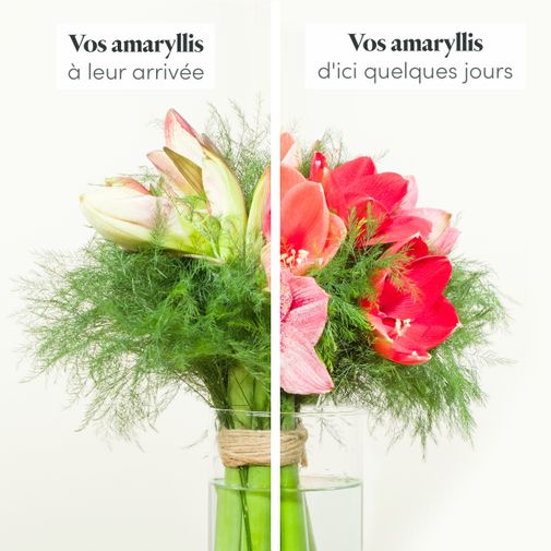 Bouquet de fleurs Brassée d'amaryllis