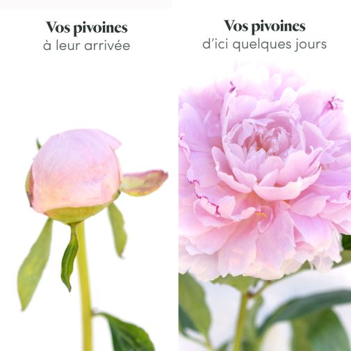 Fleurs et cadeaux Brassée de pivoines variées