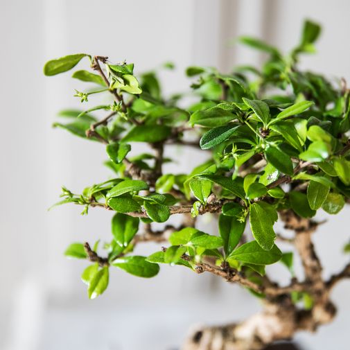 Fleurs et cadeaux Bonsai Carmona - Gémeaux