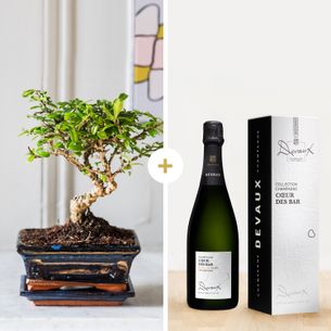 Bouquet de fleurs Bonsai et son champagne Collection Hommes