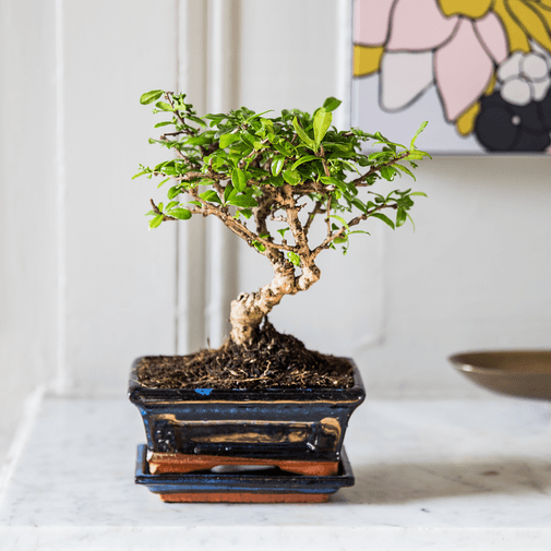 Bouquet de fleurs Bonsai et son champagne