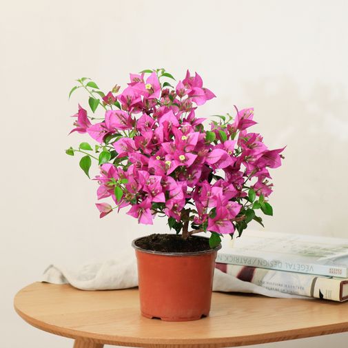 Plantes vertes et fleuries Bougainvillier