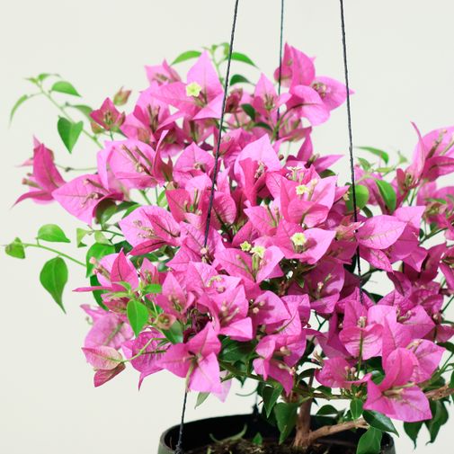 Plantes vertes et fleuries Bougainvillier