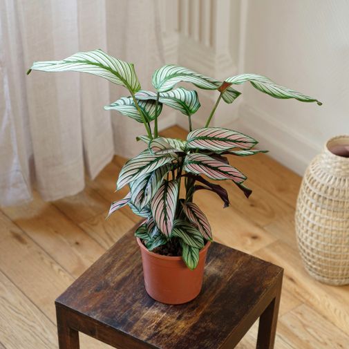 Plantes vertes et fleuries Calathea Majestica White Star