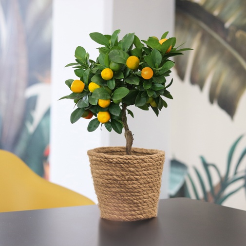 Plantes vertes et fleuries Calamondin