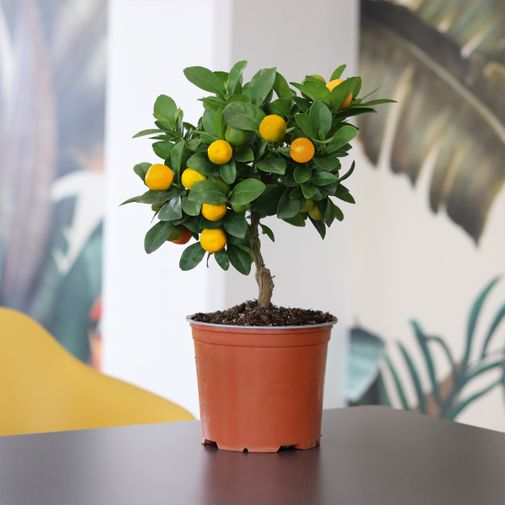 Plantes vertes et fleuries Calamondin