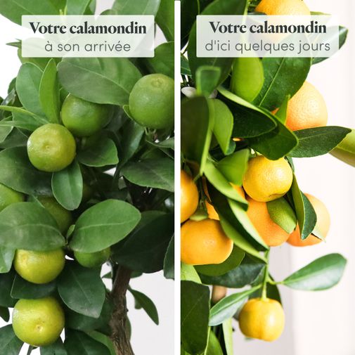 Plantes vertes et fleuries Calamondin