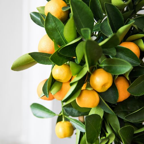 Plantes vertes et fleuries Calamondin