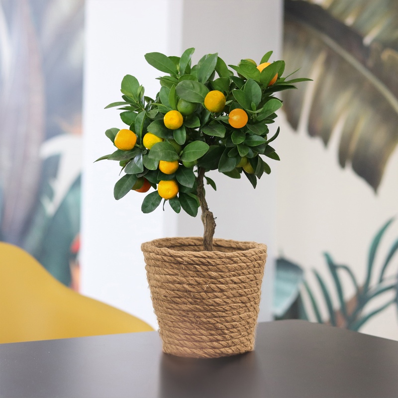 Plantes vertes et fleuries Calamondin