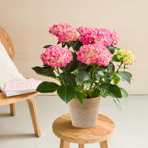 Plantes vertes et fleuries Hortensia Fête des Mères