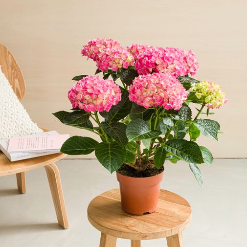 Plantes vertes et fleuries Hortensia