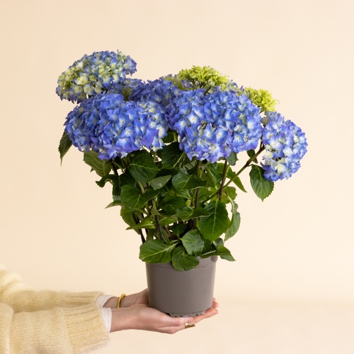 Plantes vertes et fleuries Hortensia