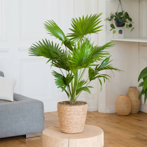 Plantes vertes et fleuries Palmier Livistona