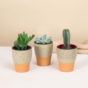 Plantes vertes et fleuries Trio de mini cactus et succulentes Amour