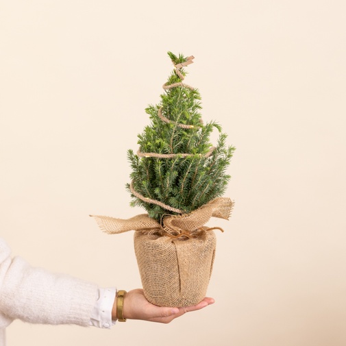 Plantes vertes et fleuries Sapin vert et sa guirlande lumineuse