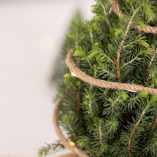 Plantes vertes et fleuries Sapin vert et sa guirlande lumineuse