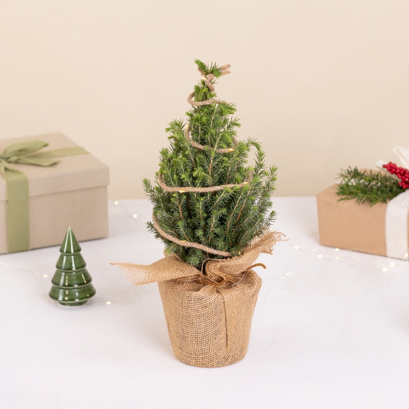 Plantes vertes et fleuries Sapin vert et sa guirlande lumineuse