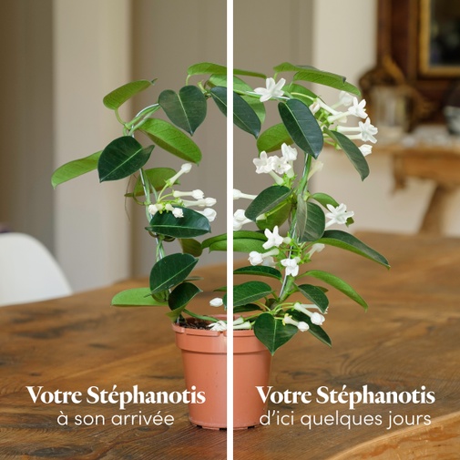 Plantes vertes et fleuries Stéphanotis