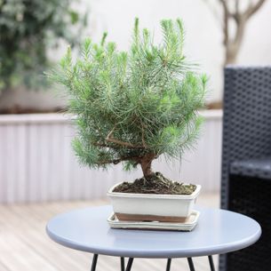 Plantes vertes et fleuries Bonsaï Pinus Tree Anniversaire