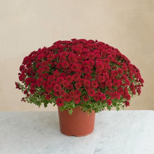 Fleurs deuil Chrysanthème rouge