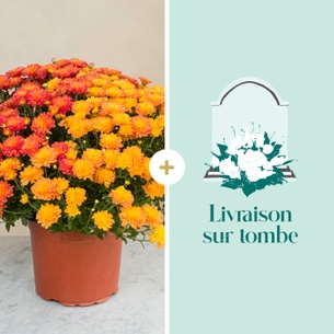 Fleurs deuil Chrysanthème multicolore et sa livraison sur tombe Toussaint