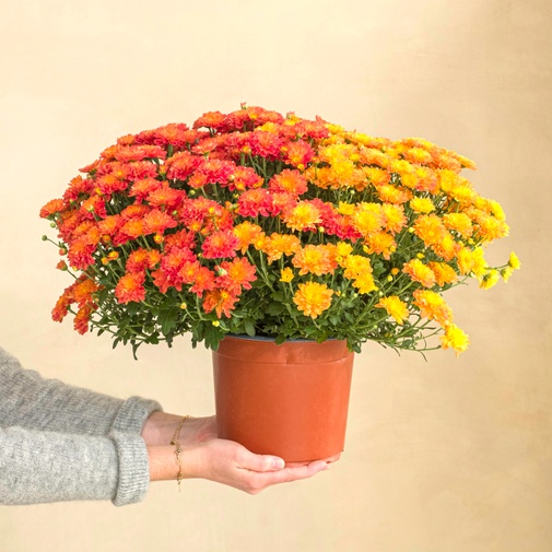 Fleurs deuil Chrysanthème multicolore et sa livraison sur tombe