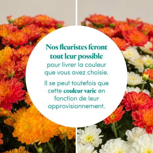 Fleurs deuil Duo de chrysanthèmes multicolores