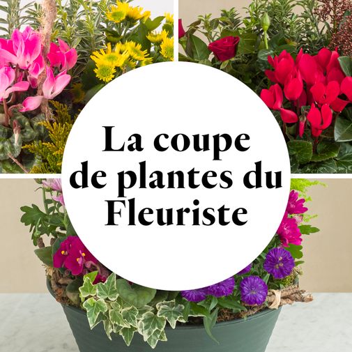 Fleurs deuil La coupe de plantes du fleuriste